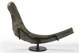 Hadrosaur (Hypacrosaur) Partial Rib with Metal Stand - Montana #227730-1